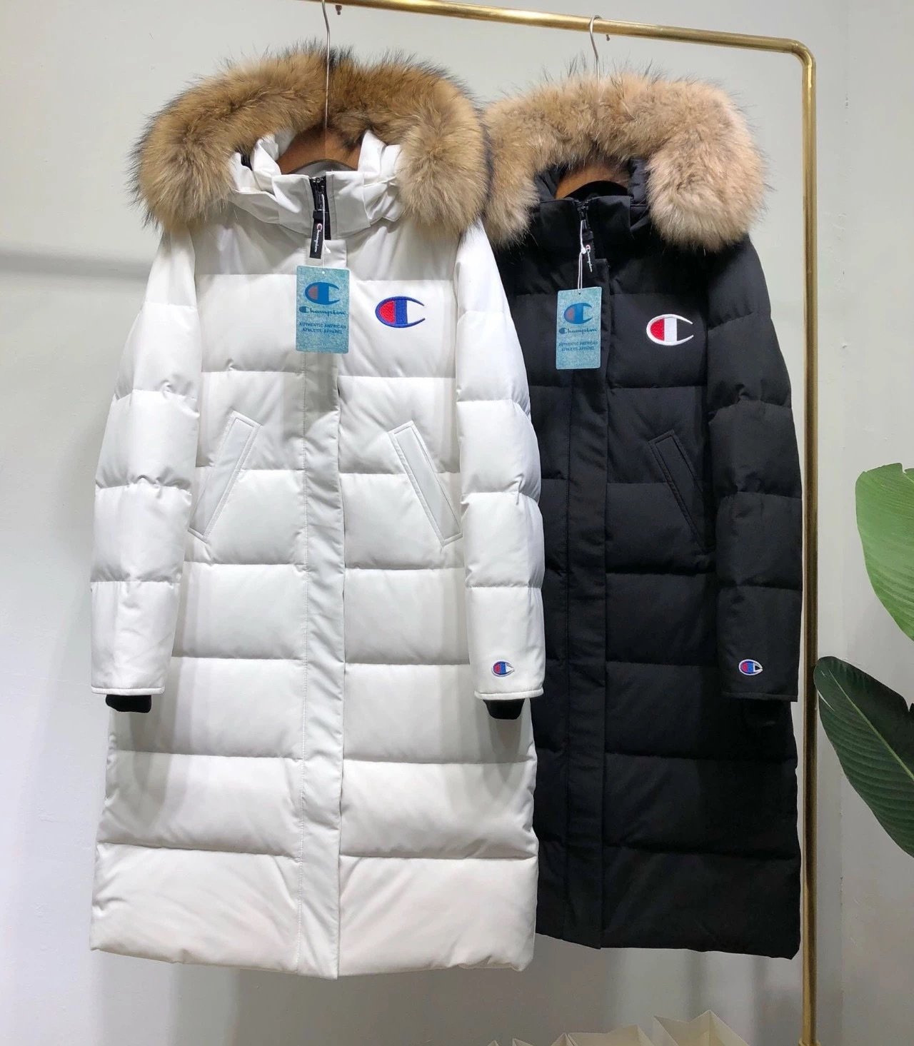 Spot between 11 c - 3 y